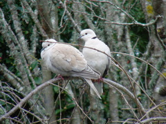 Streptopelia roseogrisea