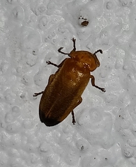 Abscondita