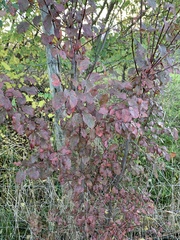 Prunus cerasifera pissardii