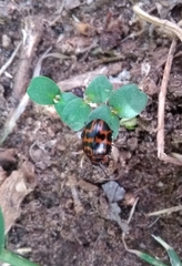 Platyphora congregata