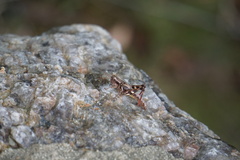 Xenocatantops humilis