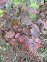 Prunus cerasifera pissardii