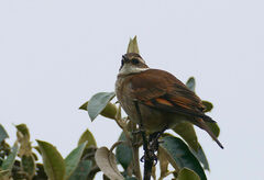 Cinclodes albidiventris