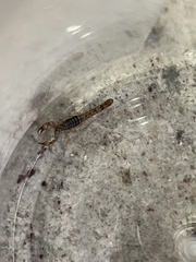 Superstitionia donensis