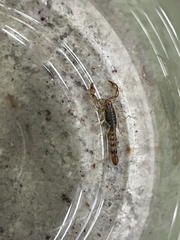 Superstitionia donensis