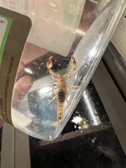 Superstitionia donensis