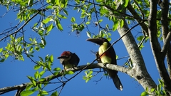 Pteroglossus castanotis