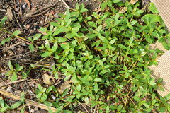 Alternanthera sessilis