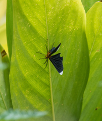 Melanchroia chephise