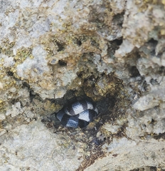 Laticauda colubrina