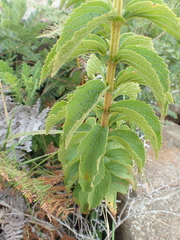 Coleus calycinus
