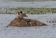 Ondatra zibethicus
