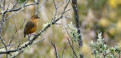 Grallaria quitensis