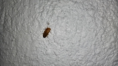 Abscondita