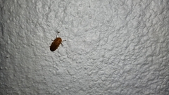 Abscondita