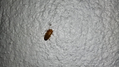 Abscondita