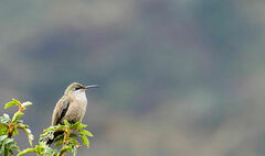 Oreotrochilus chimborazo