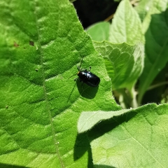 Cryptocephalus hyacinthinus
