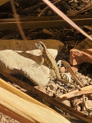 Leiocephalus carinatus