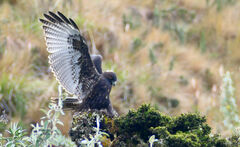 Geranoaetus polyosoma