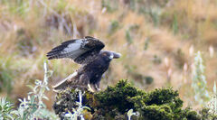 Geranoaetus polyosoma