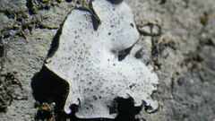 Dermatocarpon muhlenbergii