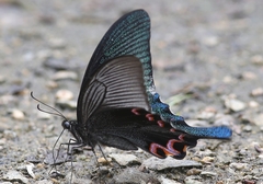 Papilio dialis
