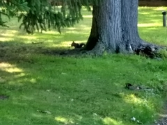 Sciurus carolinensis
