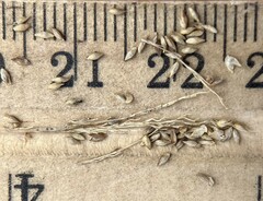 Coleataenia rigidula