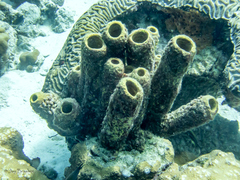 Colpophyllia natans