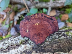 Daedaleopsis confragosa