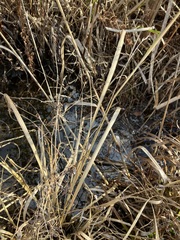 Coleataenia rigidula