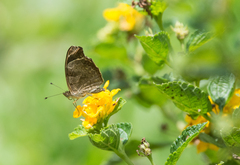 Anthanassa atronia