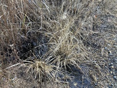 Coleataenia rigidula