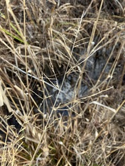 Coleataenia rigidula