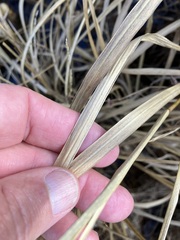 Coleataenia rigidula