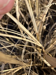 Coleataenia rigidula