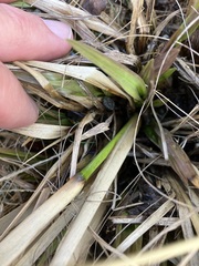 Coleataenia rigidula