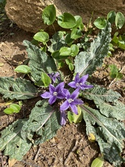 Mandragora autumnalis