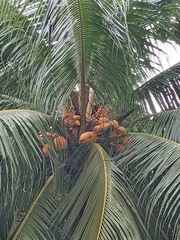 Cocos nucifera
