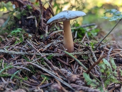 Rhodocollybia butyracea