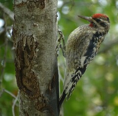 Sphyrapicus nuchalis