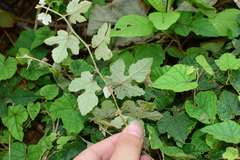 Vitis bryoniifolia