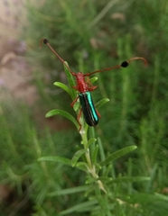 Compsocerus violaceus
