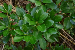 Machilus thunbergii