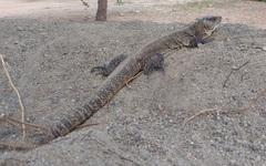 Callopistes flavipunctatus