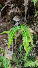 Dicranopteris