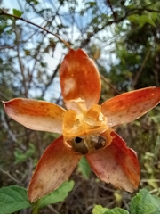 Angiospermae