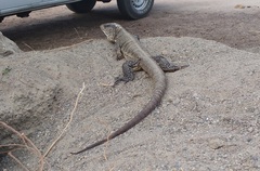 Callopistes flavipunctatus