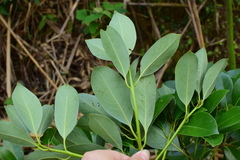 Machilus thunbergii